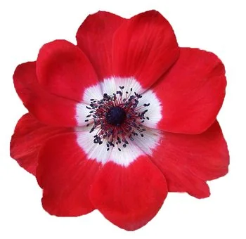 Red flowers