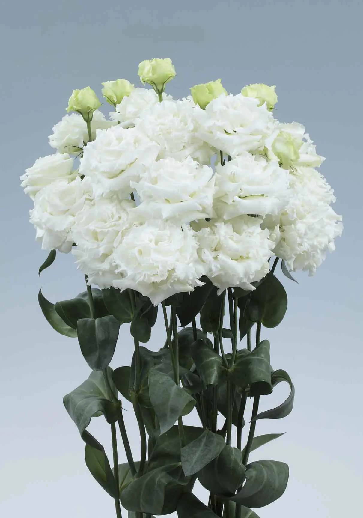 White flowers