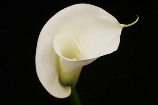 White flowers