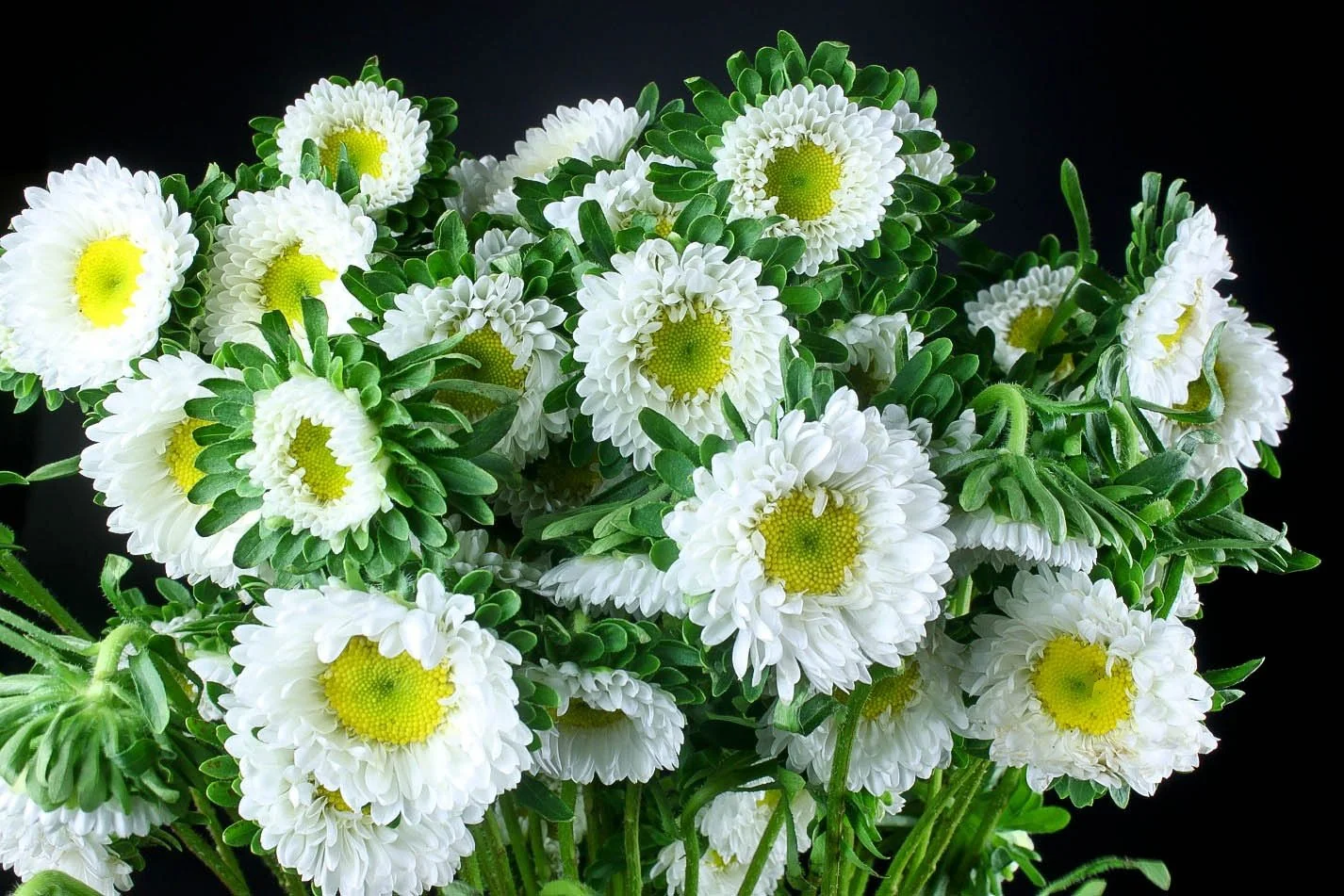 White flowers