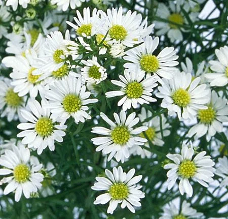 White flowers