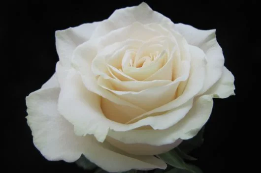White flowers
