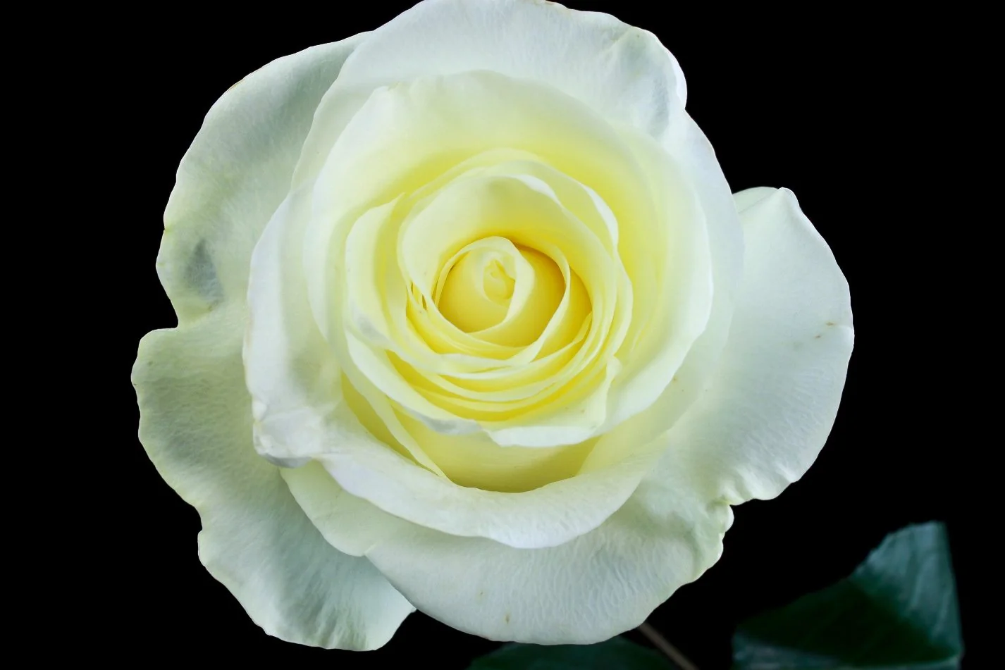 White flowers