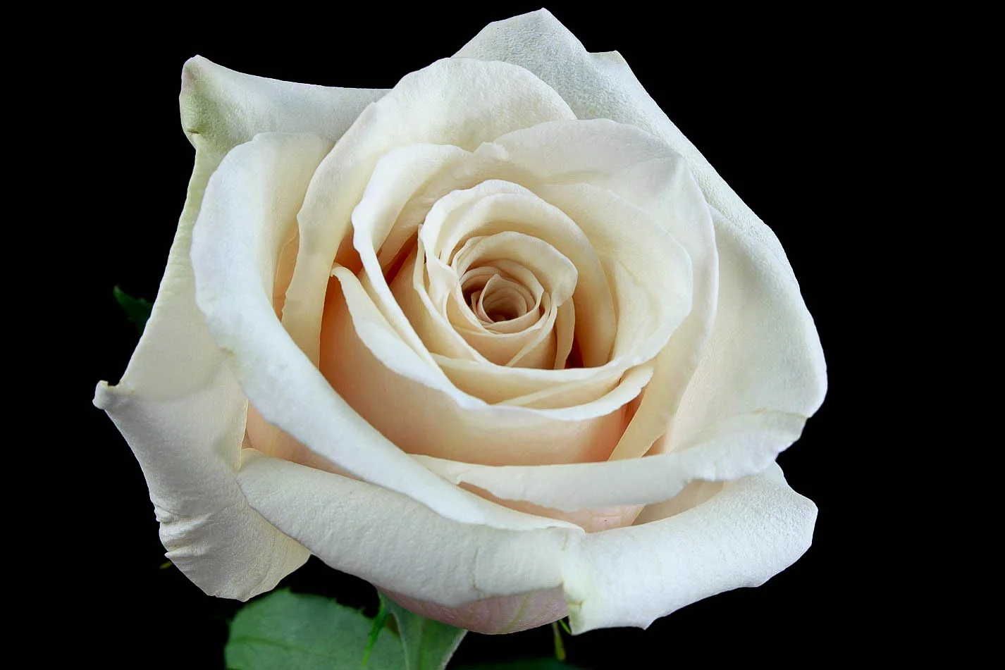 White flowers
