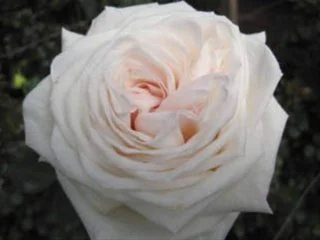 White flowers
