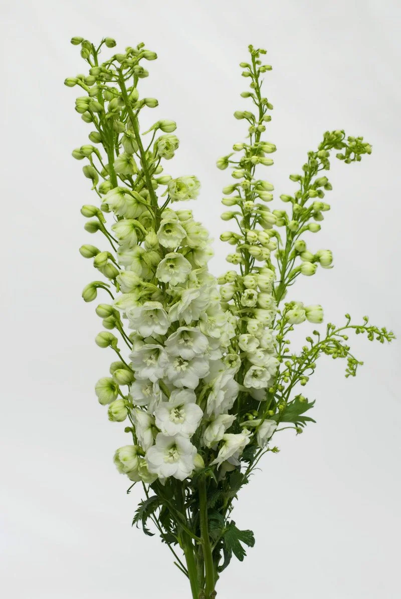 White flowers
