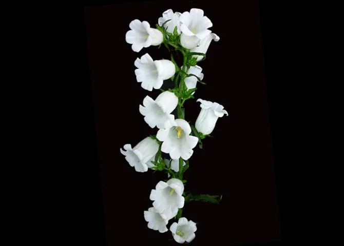 White flowers