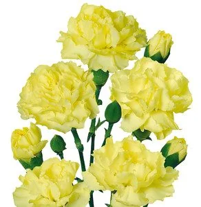 Yellow flowers