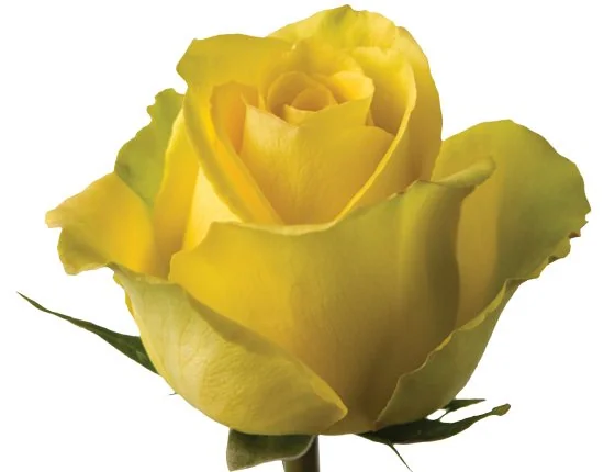 Yellow flowers