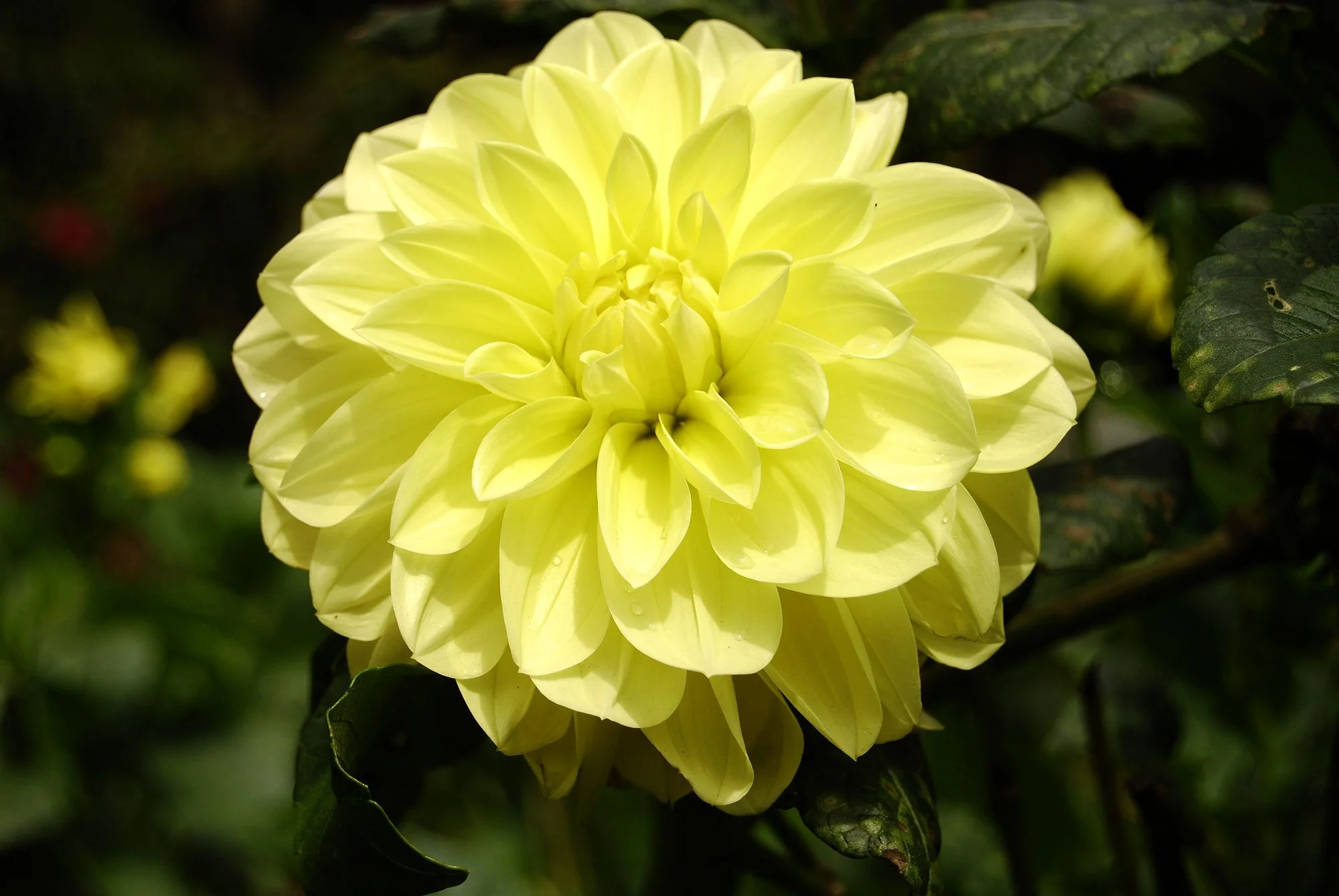 Yellow flowers