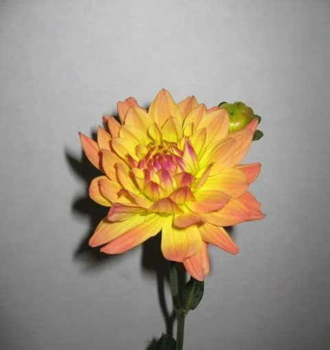 Yellow flowers