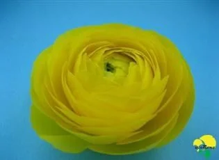 Yellow flowers