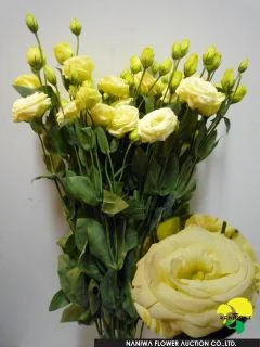Yellow flowers