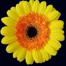Yellow flowers