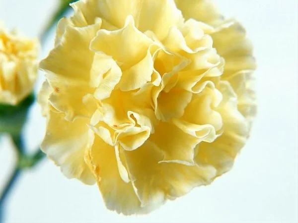 Yellow flowers