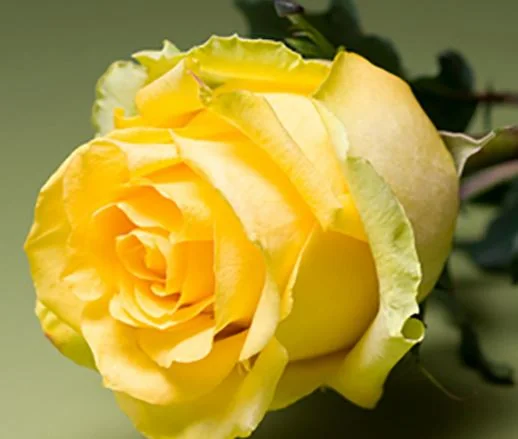Yellow flowers