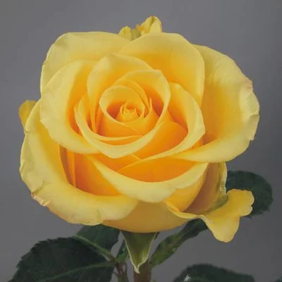 Yellow flowers