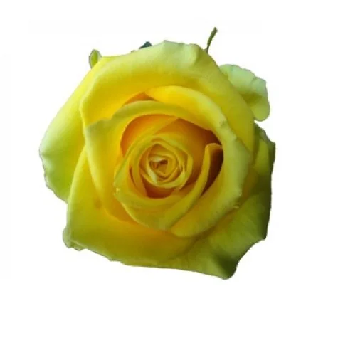 Yellow flowers