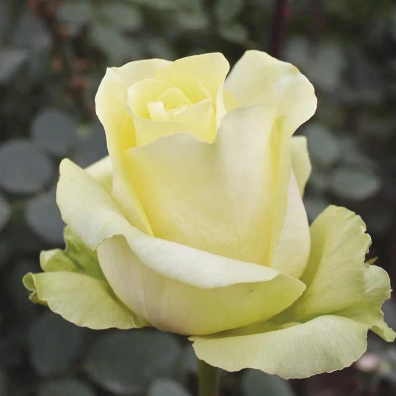 Yellow flowers